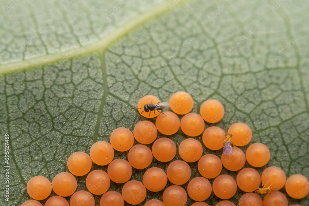 trichogramma and Telenomus theophilae Wu et Chen crawling on insect eggs