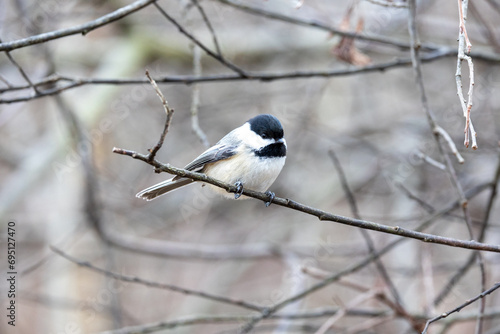 Portrait of a black-capped chickadee