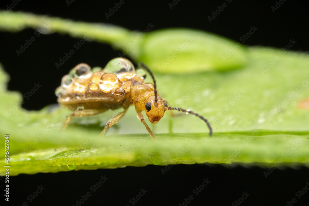 Fototapeta premium Leaf beetles covered in dewdrops forage on wild plants