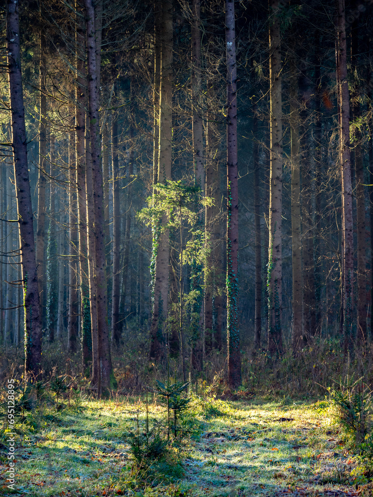Obraz premium Lichtstrahlen im Wald