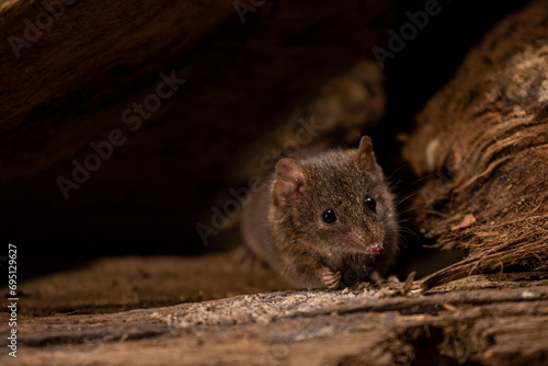 ﻿Antechinus looking forwards with front arm raised. Wild marsupial mouse in the woods in Australia. photo