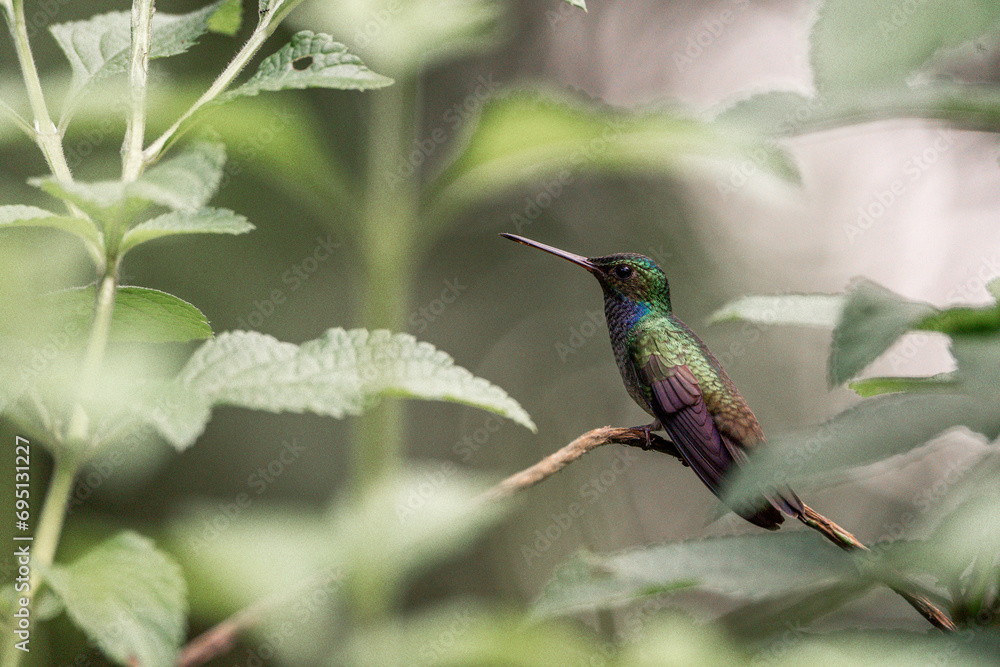 Fototapeta premium Charming hummingbird sitting on a branch