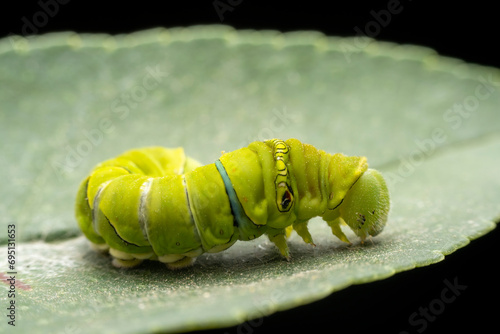 Papilio xuthus larva in the wild state photo