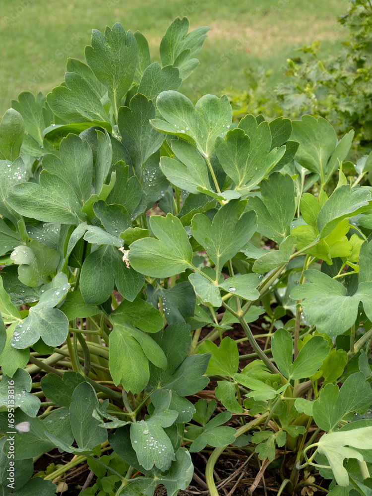 ボタンポウフウ 薬用植物 ボタンポウフウ 薬用植物