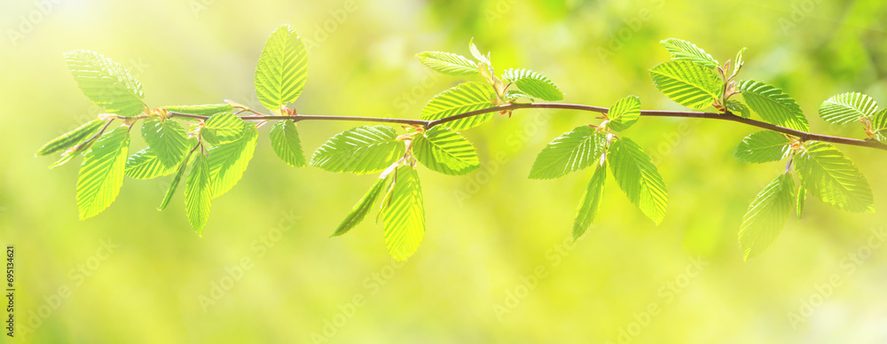 Spring background, horizontal banner - view of a horizontal beech branch in the forest on a sunny day, close-up, with space for text