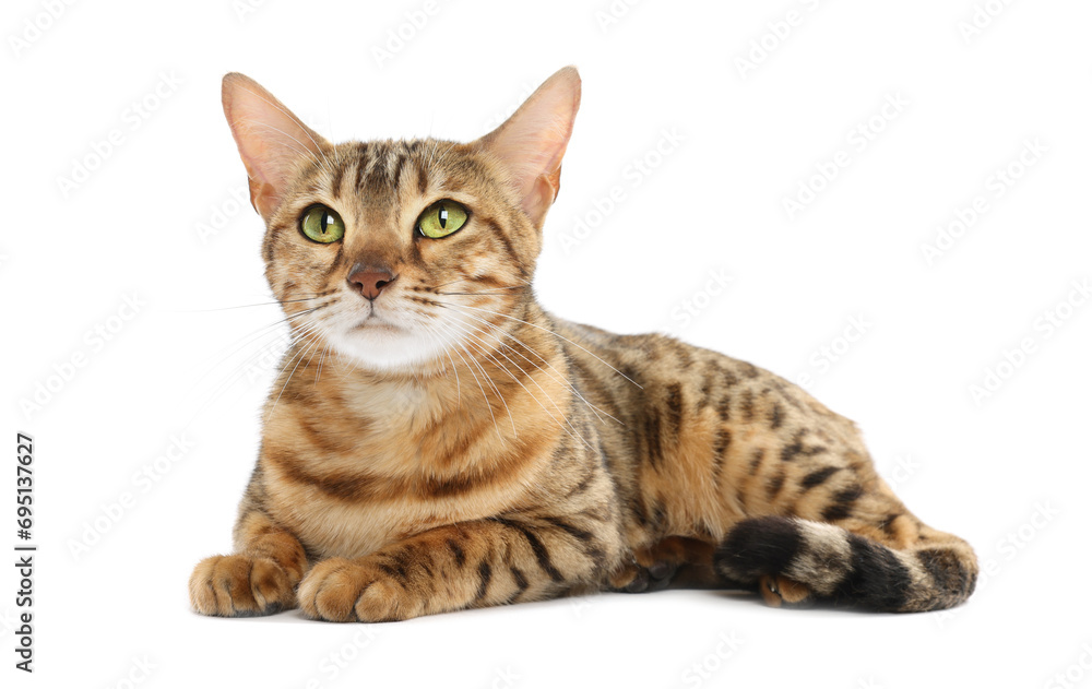 Fototapeta premium Cute Bengal cat on white background. Adorable pet