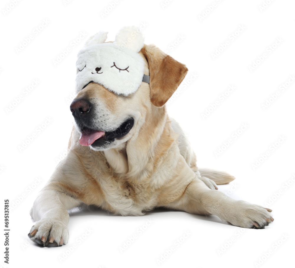 Cute Labrador Retriever with sleep mask resting on white background