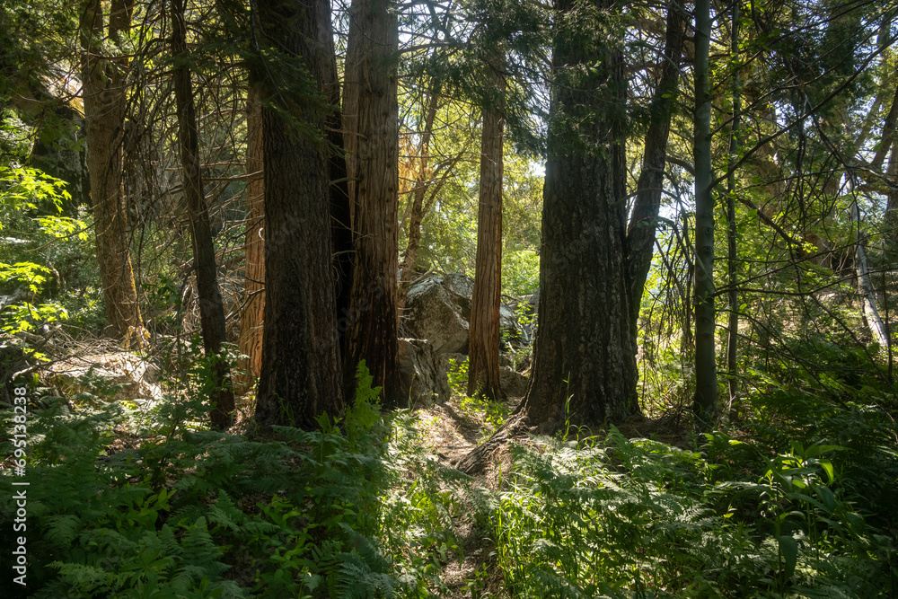 Fototapeta premium Ferns and Thick Flora in Forest near Tiltill Valley