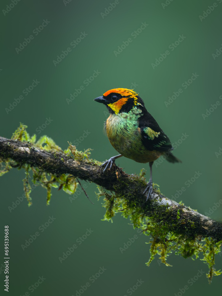 Obraz premium Flame-faced Tanager on mossy stick on green background in rainy day 