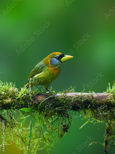 Female Red-headed Barbet on mossy tree branch on green background in rainy day  © FotoRequest