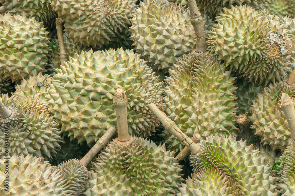 Durians background. Group of fresh durians in the durian market. Durians background. Group of fresh durians in the durian market.