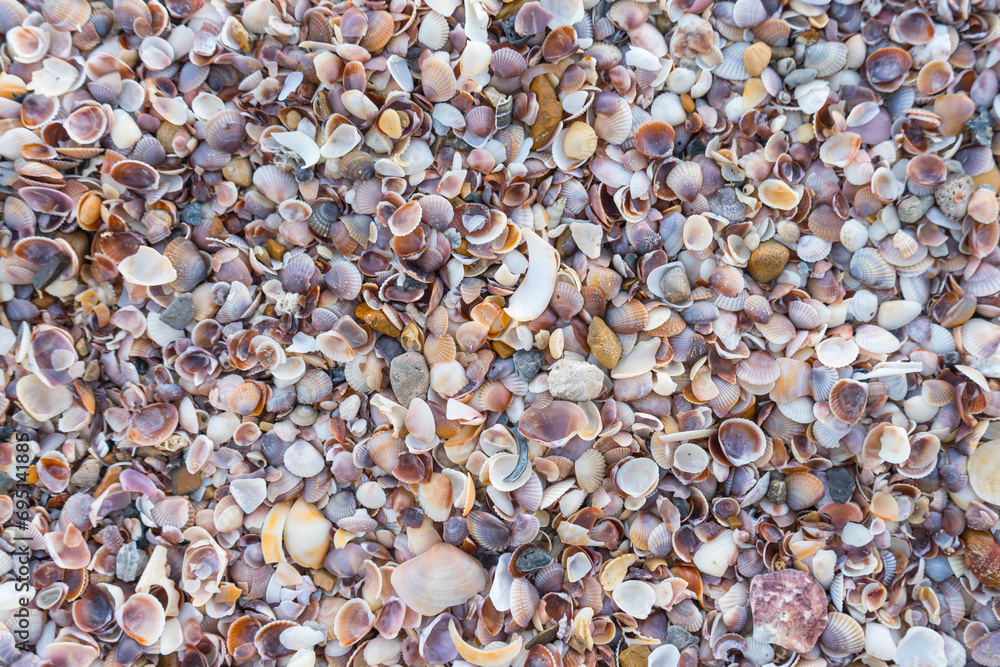 Sea shells on sand. Summer beach background. Top view.