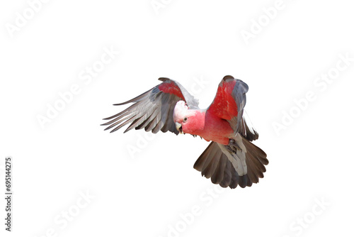 Beautiful flying Galah Cockatoo isolated on transparent background png file