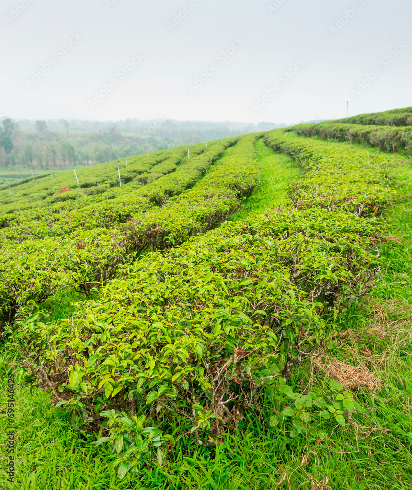 Rows of tea plants at a large plantation,Mae Chan District,Chiang Rai Province,northern Thailand.
