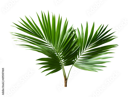Lush Green Palm Leaves Isolated PNG