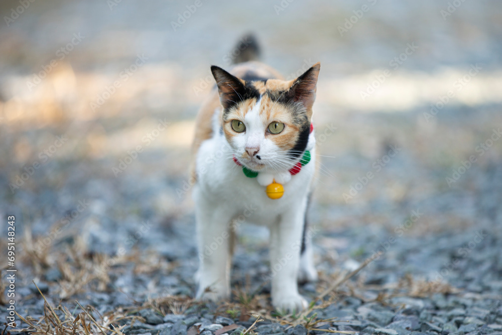 Cat walking on the grass in the garden. Selective focus. Cat walking on the grass in the garden. Selective focus.