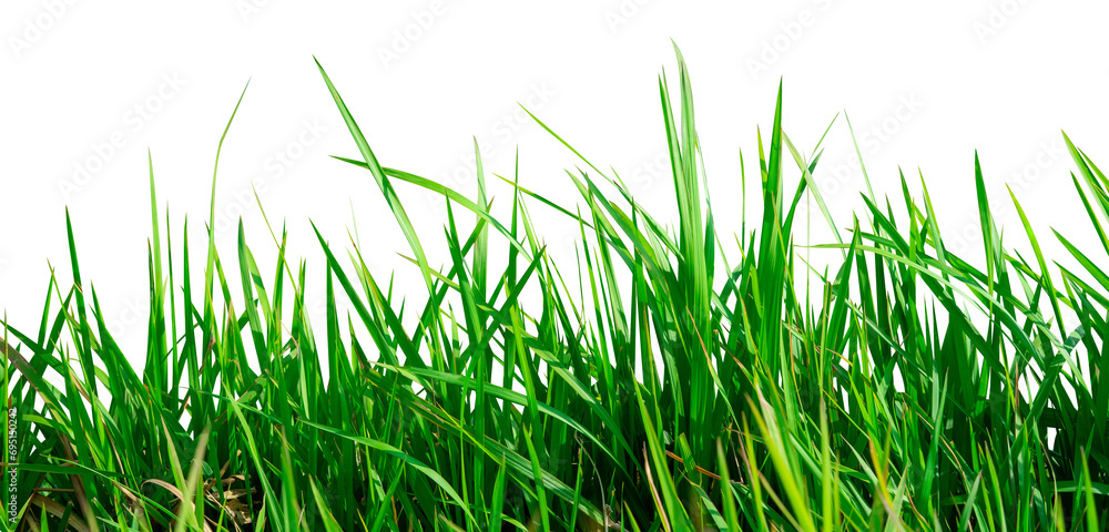 Abstract natural grass border isolated