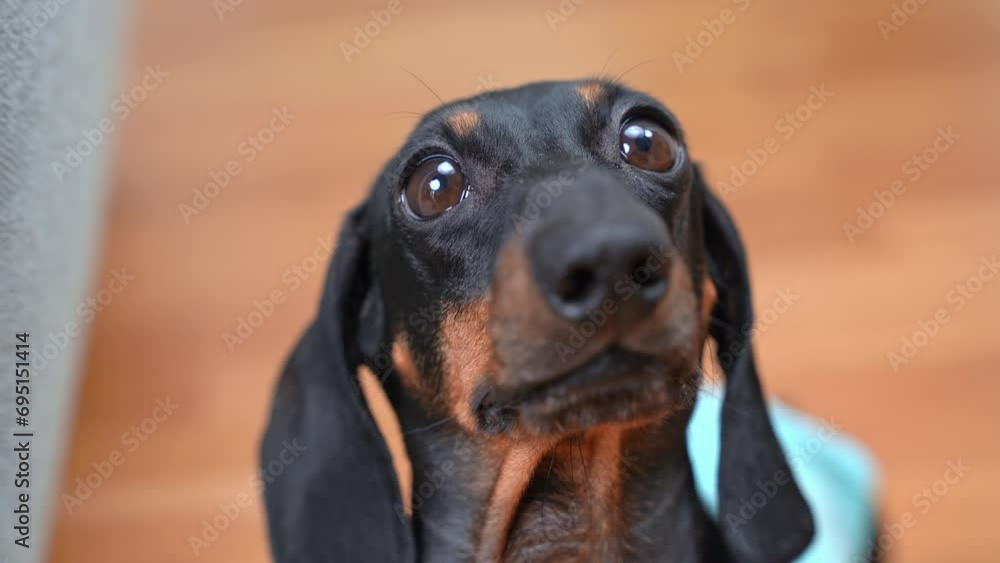 Portrait of small dachshund dog looks with innocent, pitiful look, frozen in anticipation, begging for food muzzle of devoted abandoned puppy, helpless, asks help, protection Lack of attention to pet Portrait of small dachshund dog looks with innocent, pitiful look, frozen in anticipation, begging for food muzzle of devoted abandoned puppy, helpless, asks help, protection Lack of attention to pet