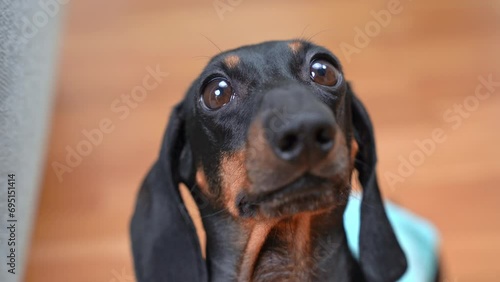 Portrait of small dachshund dog looks with innocent, pitiful look, frozen in anticipation, begging for food muzzle of devoted abandoned puppy, helpless, asks help, protection Lack of attention to pet photo