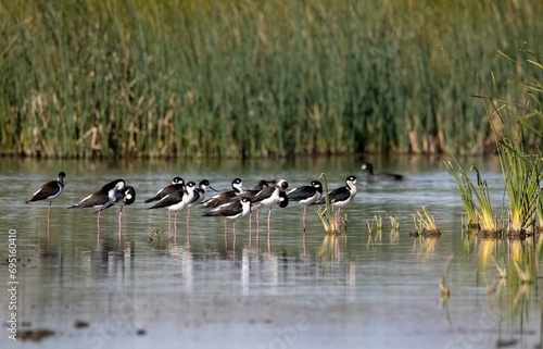 Black necked stilt flock and reflection over a shallow pond