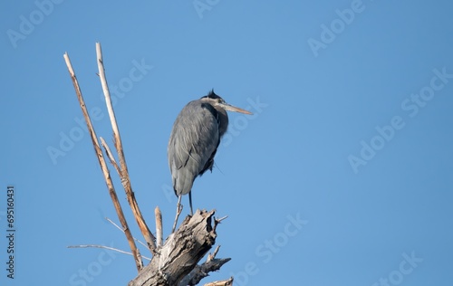 great blue heron perched on top of a bare tree against clear blue sky