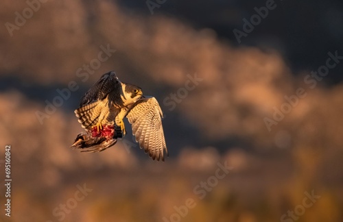 Peregrine falcon taking off with a recent kill showing the bloody side of nature