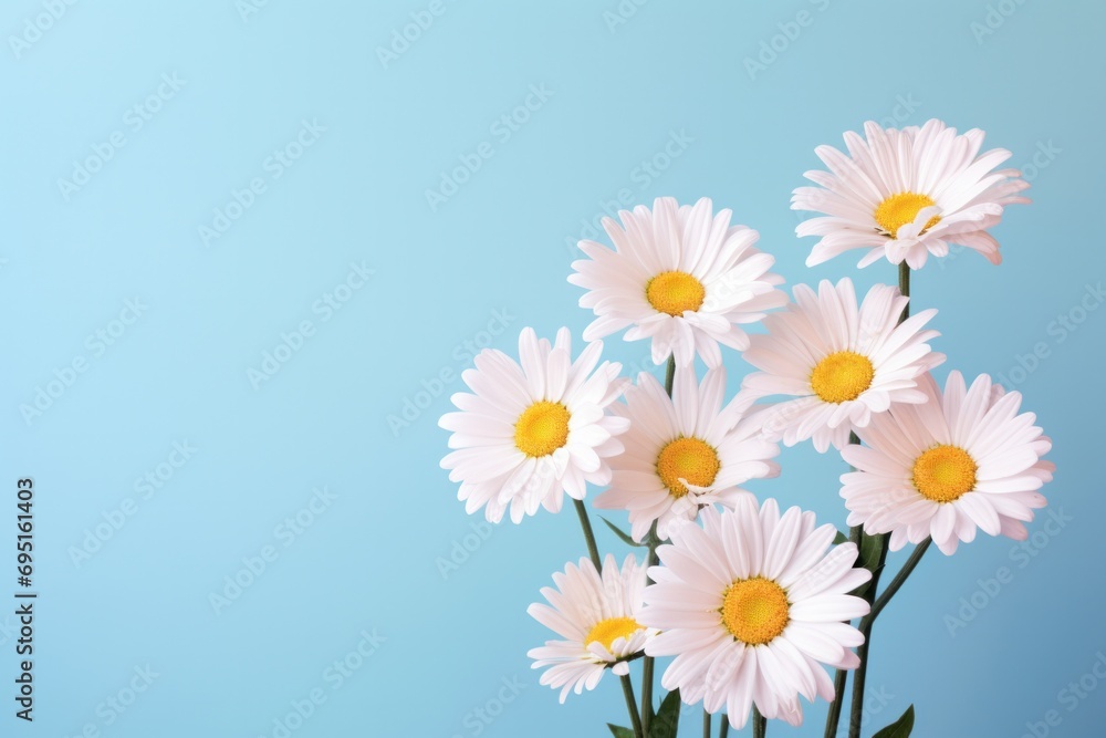 Daisy bunch isolated pastel Copy space Daisy bunch isolated pastel Copy space