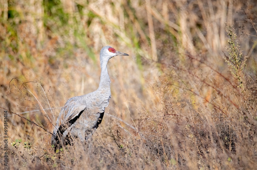 A sandhill crane up close and in beautiful light showing off its colors against a dry yellow grass background A sandhill crane up close and in beautiful light showing off its colors against a dry yellow grass background