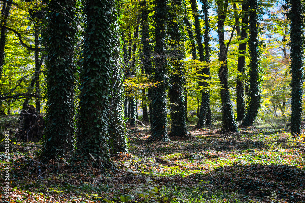 Lagodekhi, Machi fortress. green forest in kakheti Georgia