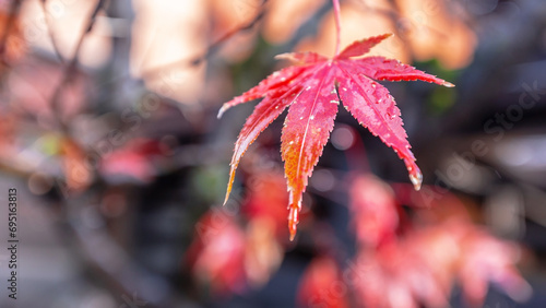 Maple leaves turn red in autumn.