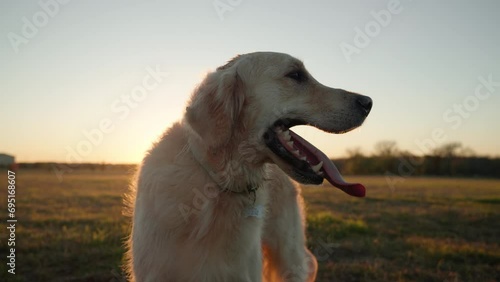 Golden retriever dog panting and tired with large tongue, shaking in slow motion.