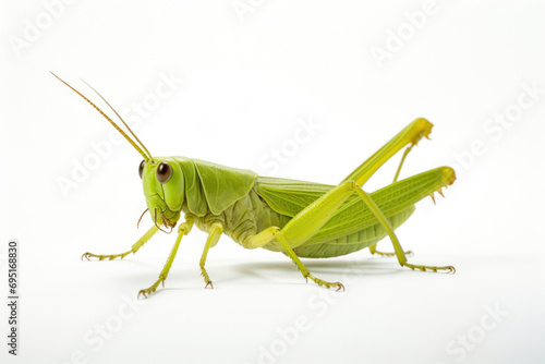 White isolated animal bug grasshopper cricket green nature macro wildlife background insect wild photo