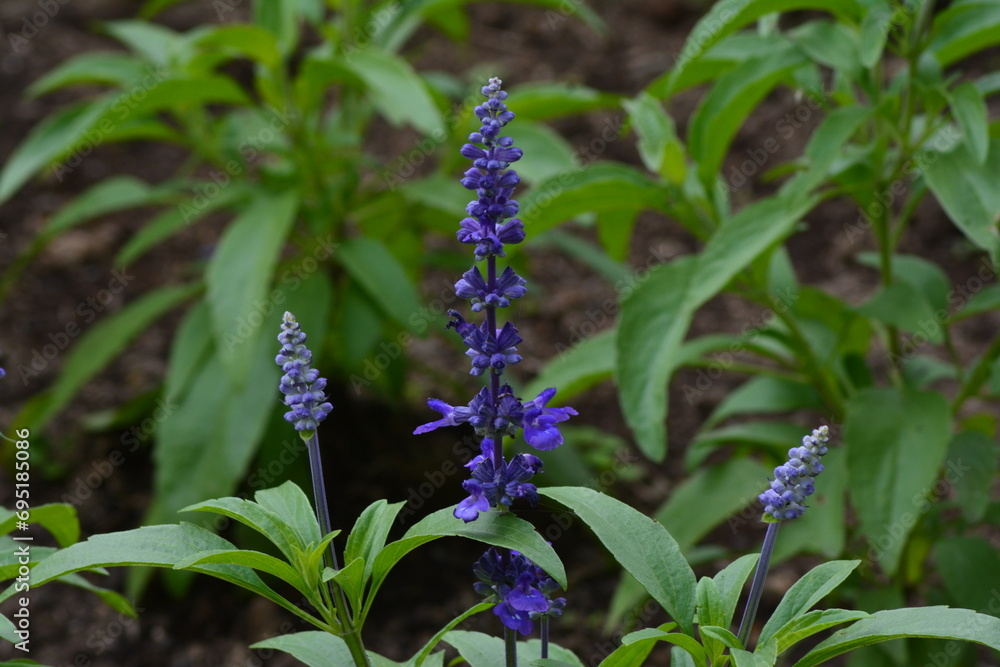 photo of flower views in the garden photo of flower views in the garden