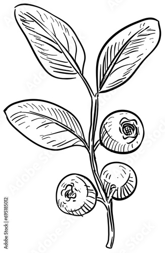 cranberry handdrawn illustration