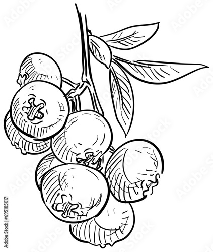 cranberry handdrawn illustration
