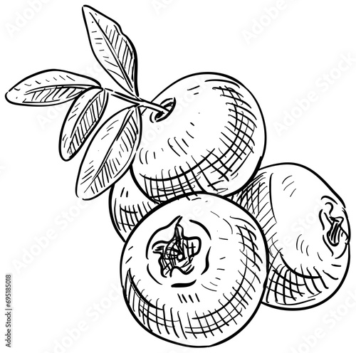 cranberry handdrawn illustration