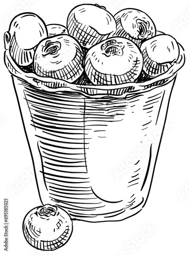 cranberry handdrawn illustration