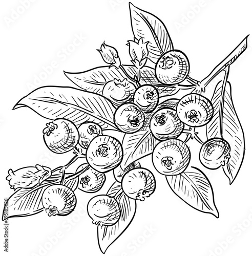 cranberry handdrawn illustration