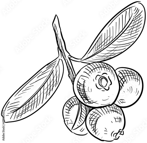 cranberry handdrawn illustration