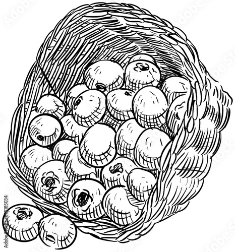 cranberry handdrawn illustration