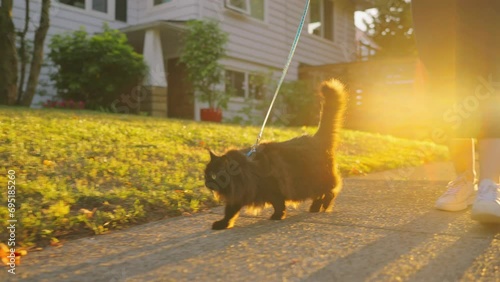 Woman with black cat wearing leash and harness is walking outdoors at sunset. photo