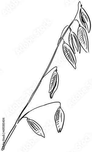 oats handdrawn illustration