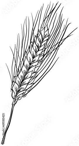 oats handdrawn illustration