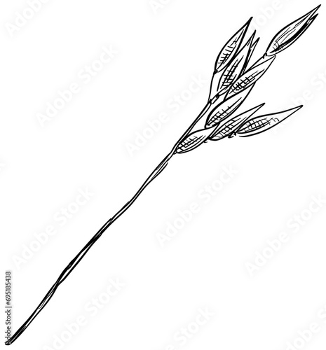 oats handdrawn illustration