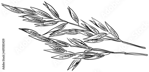 oats handdrawn illustration