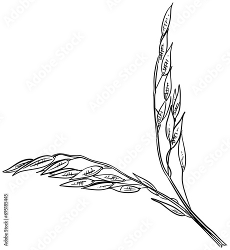 oats handdrawn illustration