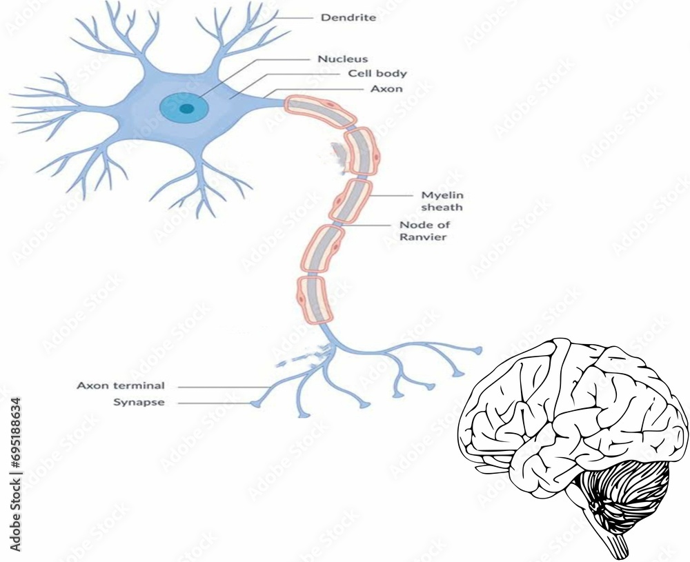 human brain information with label isolated white background. Stock ...