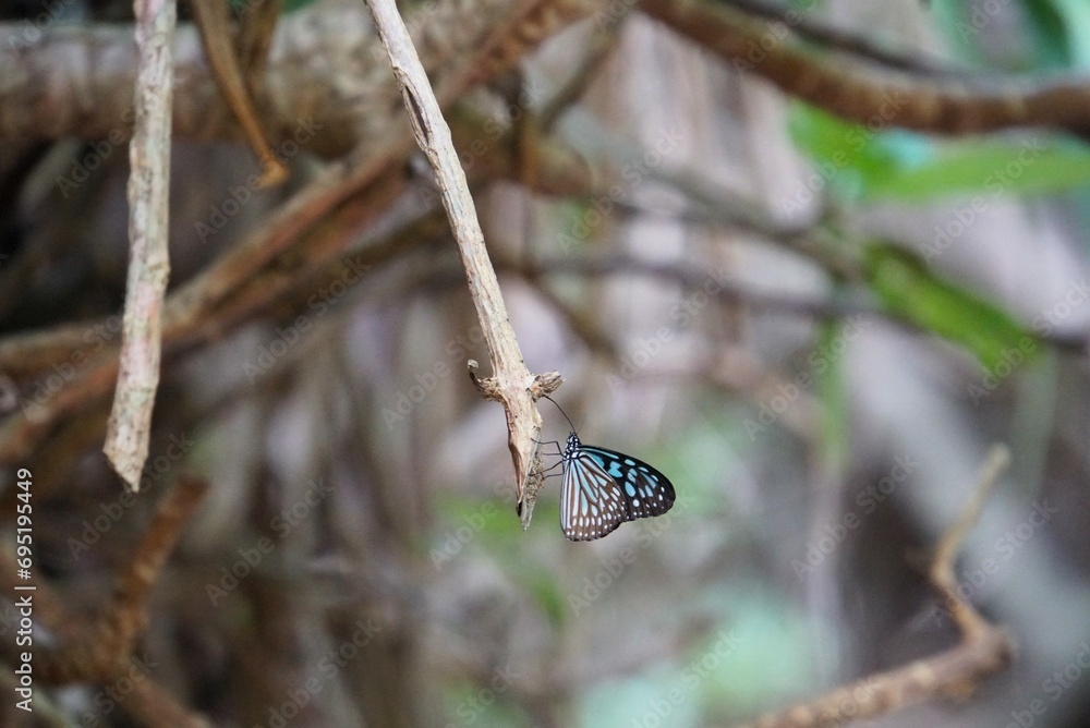 Butterfly on a Branch - Okinawa
