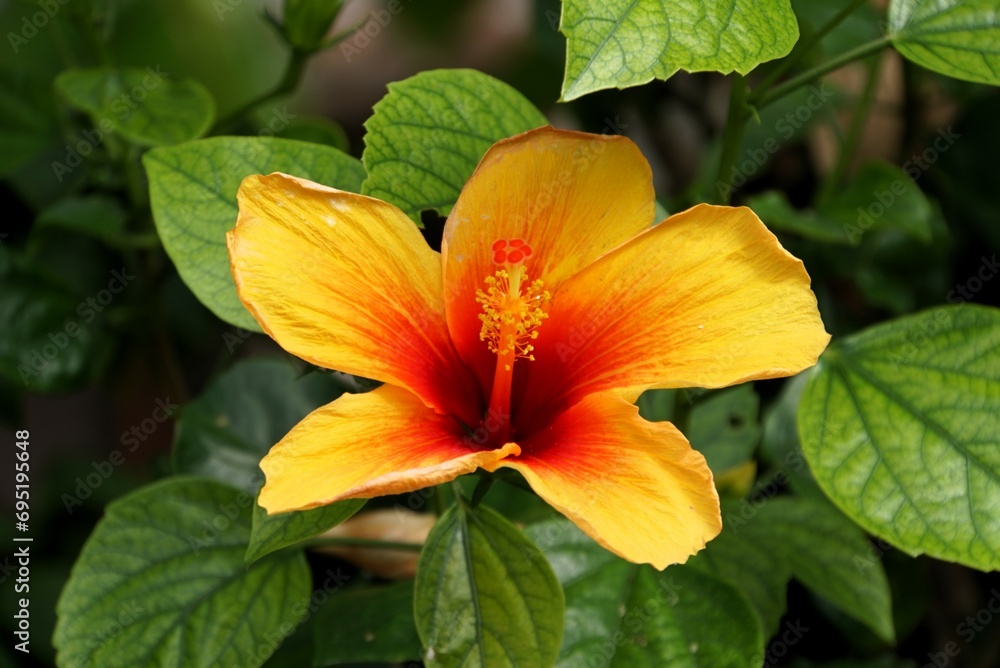 Hibiscus Flower - Okinawa