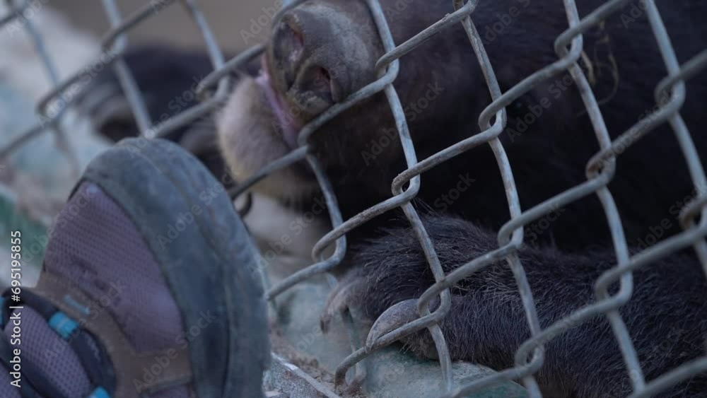 The Balochistan black bear is a subspecies of the Asian black bear